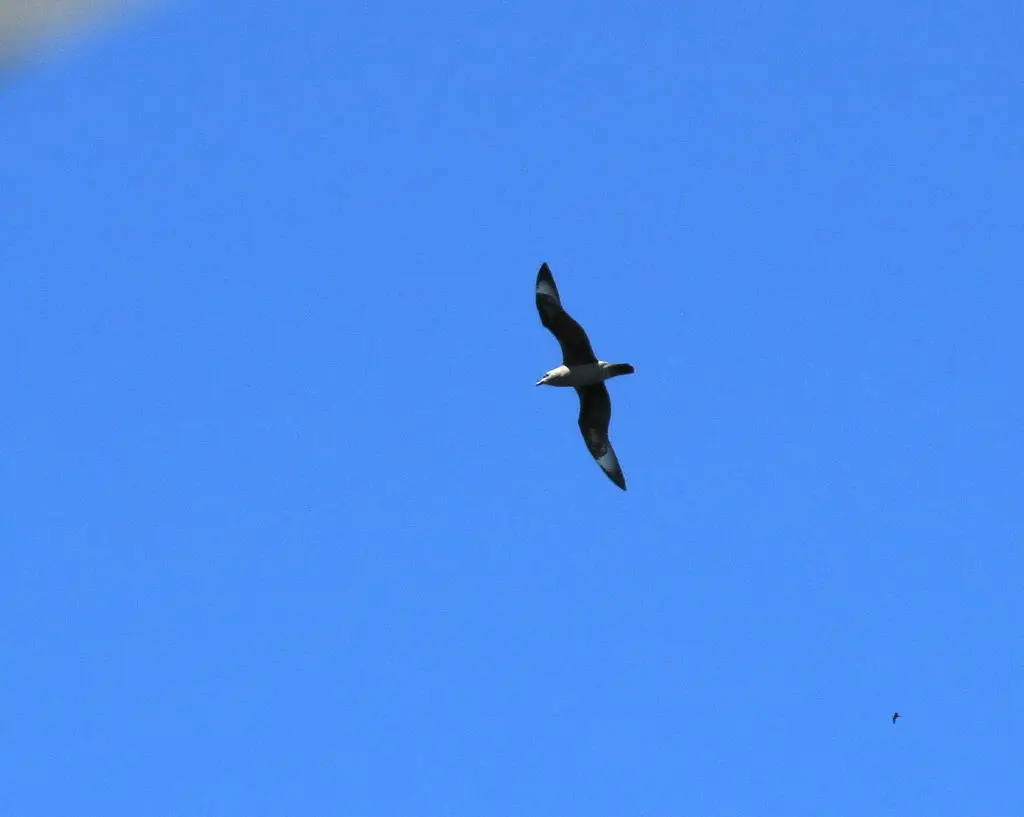 克岛圆尾鹱(Pterodroma neglecta)