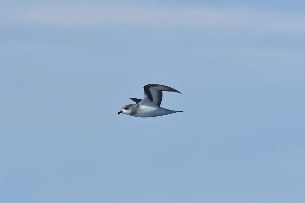 黑翅圆尾鹱(Pterodroma nigripennis)
