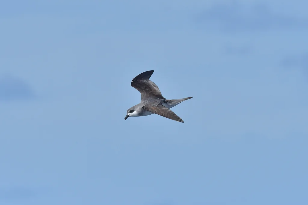 黑翅圆尾鹱(Pterodroma nigripennis)