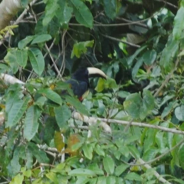 黑颈簇舌巨嘴鸟(Pteroglossus aracari)