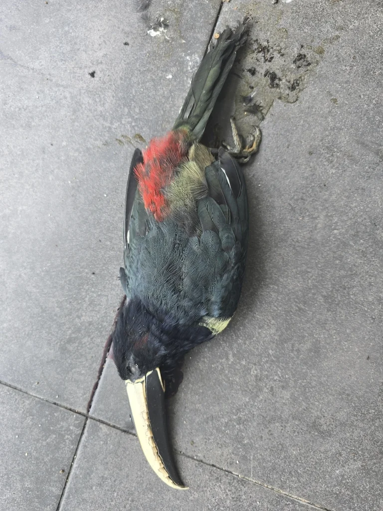 黑颈簇舌巨嘴鸟(Pteroglossus aracari)