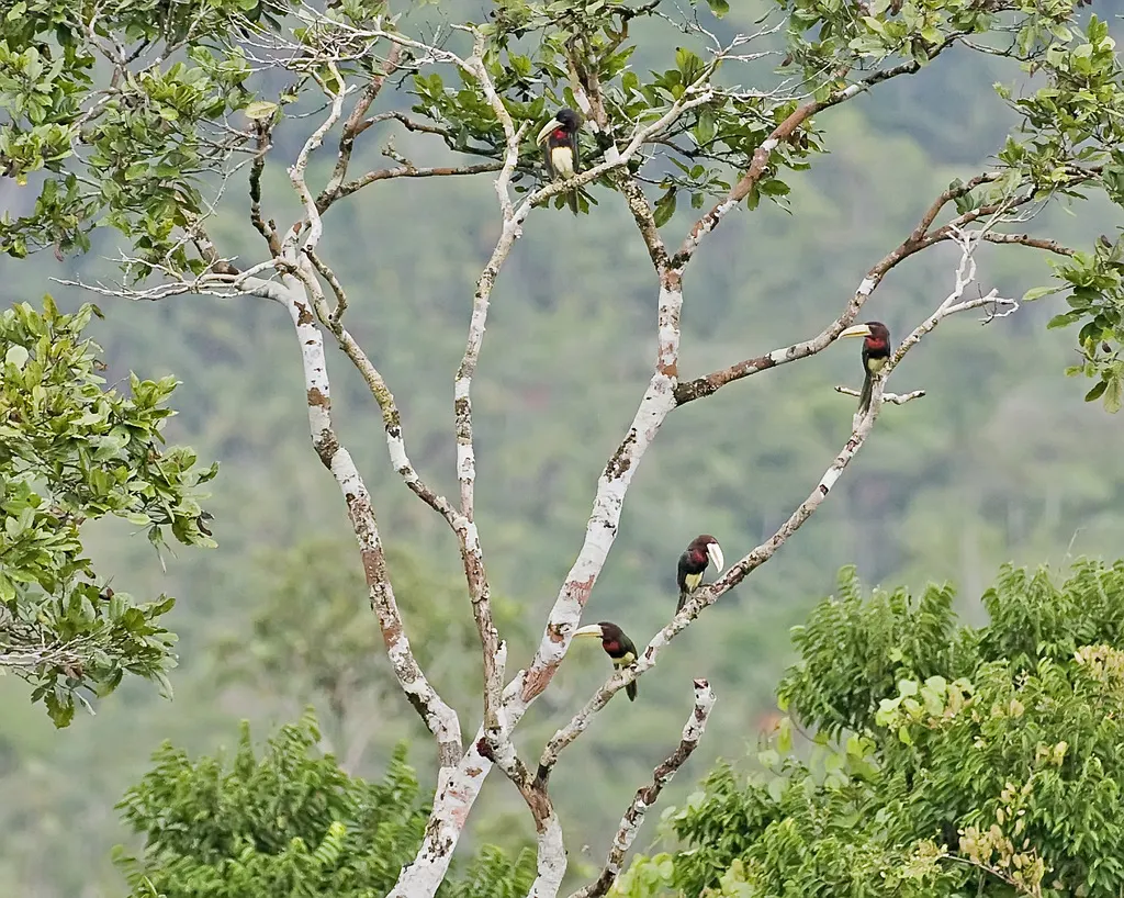 白嘴簇舌巨嘴鸟(Pteroglossus azara)