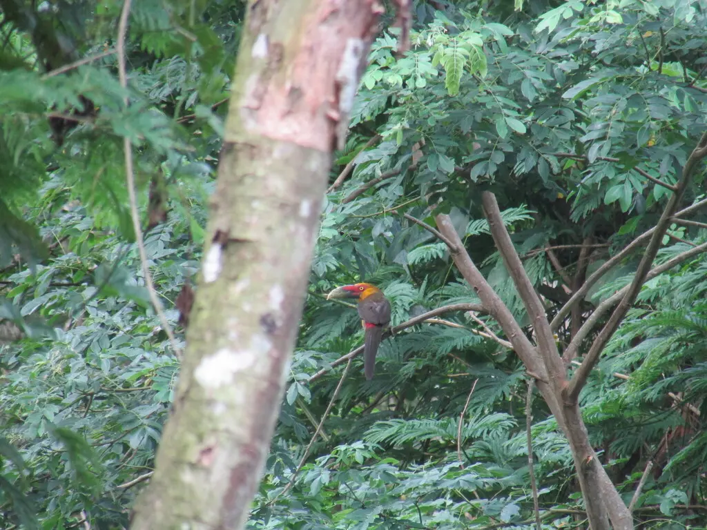 橘黄巨嘴鸟(Pteroglossus bailloni)
