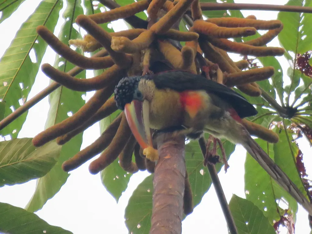 曲冠簇舌巨嘴鸟(Pteroglossus beauharnaisii)