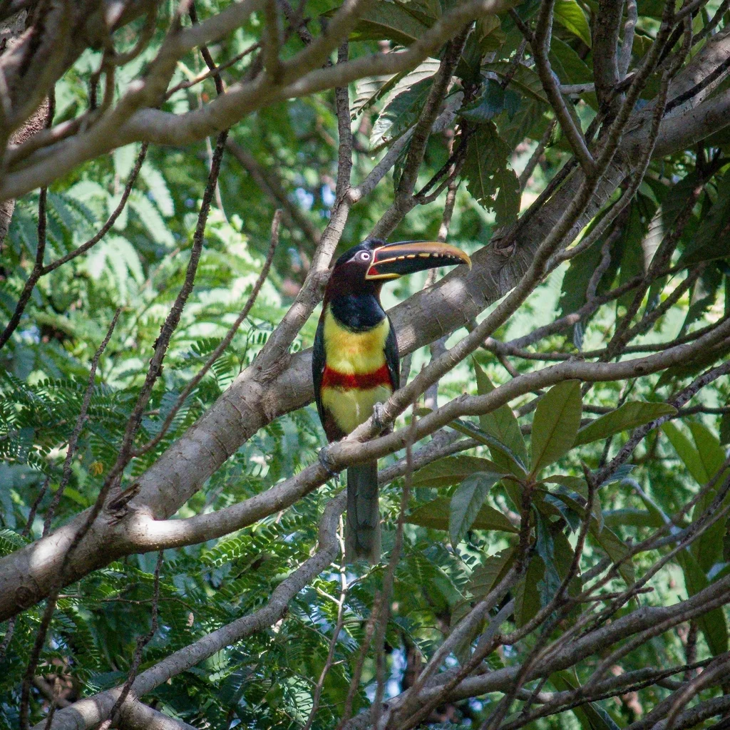栗耳簇舌巨嘴鸟(Pteroglossus castanotis)