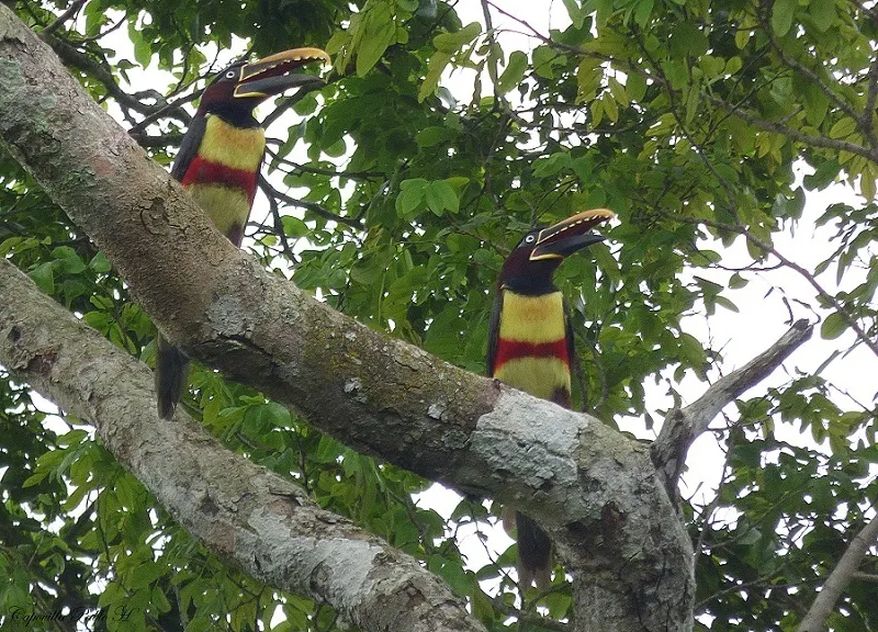 栗耳簇舌巨嘴鸟(Pteroglossus castanotis)