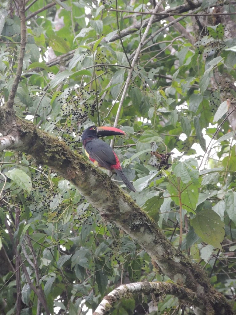 红嘴簇舌巨嘴鸟(Pteroglossus frantzii)