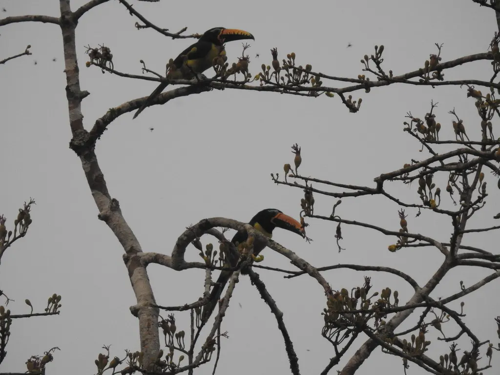 巴西簇舌巨嘴鸟(Pteroglossus inscriptus)