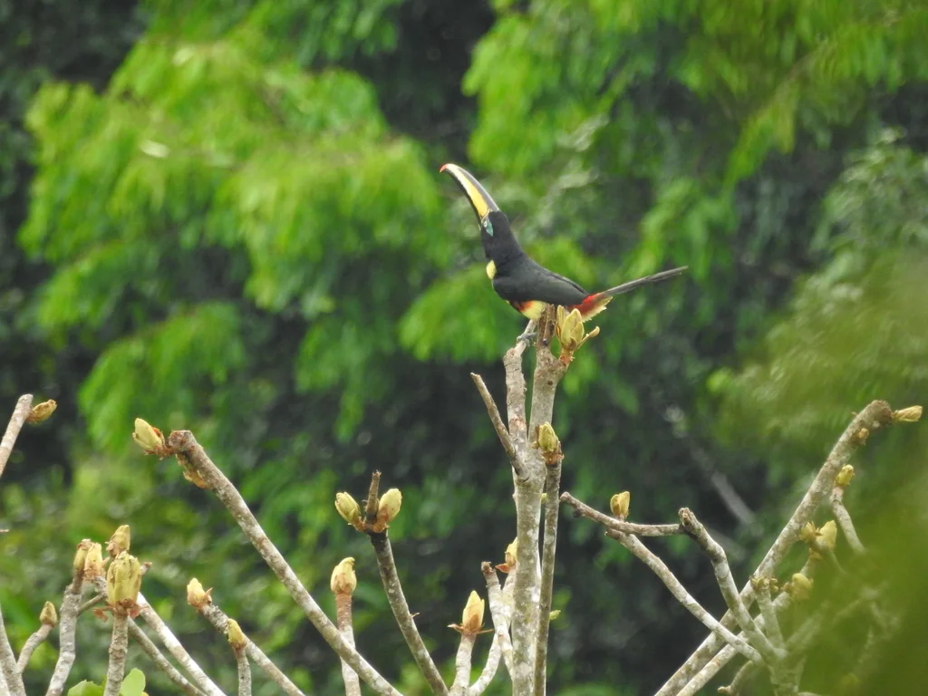 多斑簇舌巨嘴鸟(Pteroglossus pluricinctus)