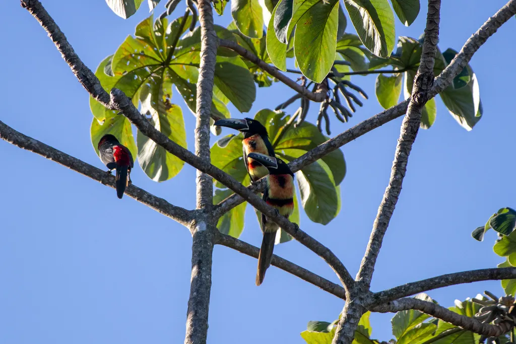 领簇舌巨嘴鸟(Pteroglossus torquatus)
