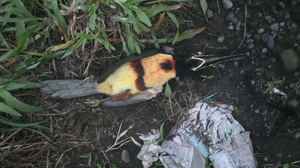 领簇舌巨嘴鸟(Pteroglossus torquatus)