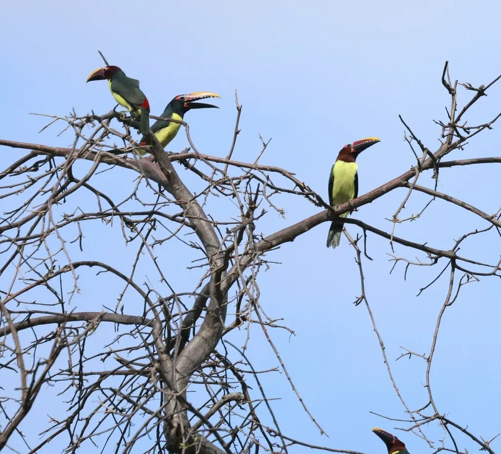 绿簇舌巨嘴鸟(Pteroglossus viridis)