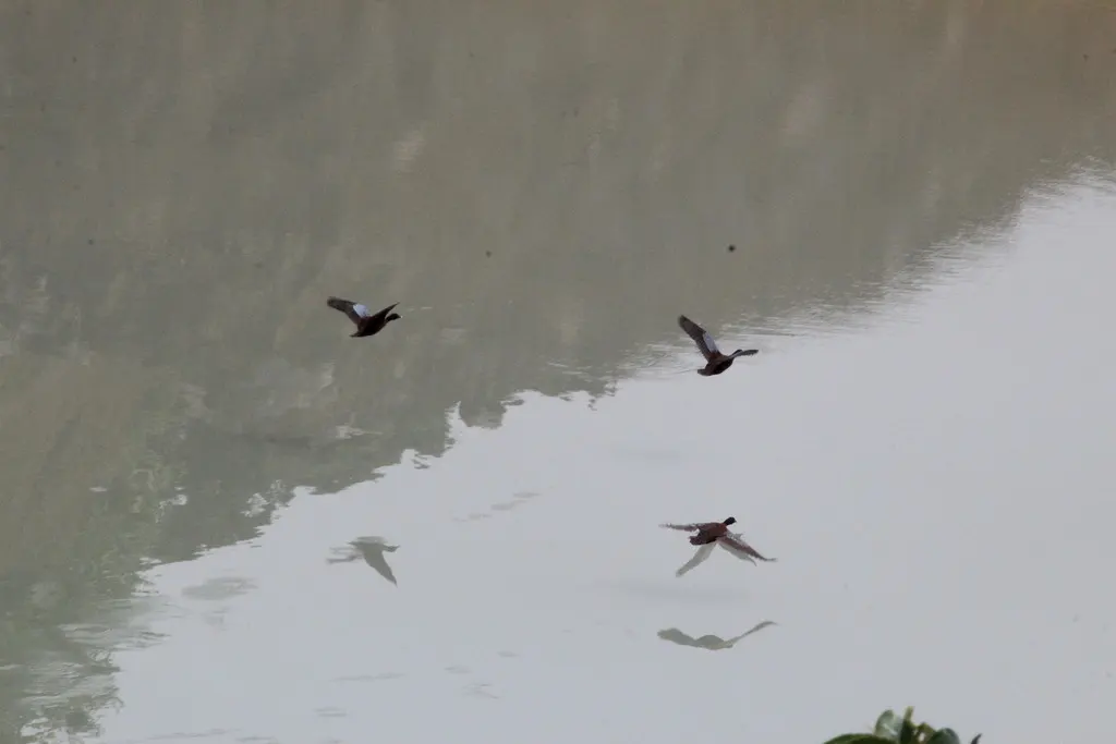 黑头凫（Pteronetta hartlaubii）