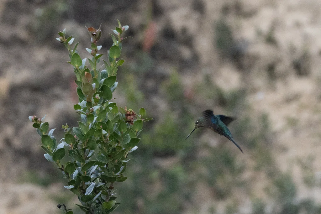 蓝翅大蜂鸟(Pterophanes cyanopterus)