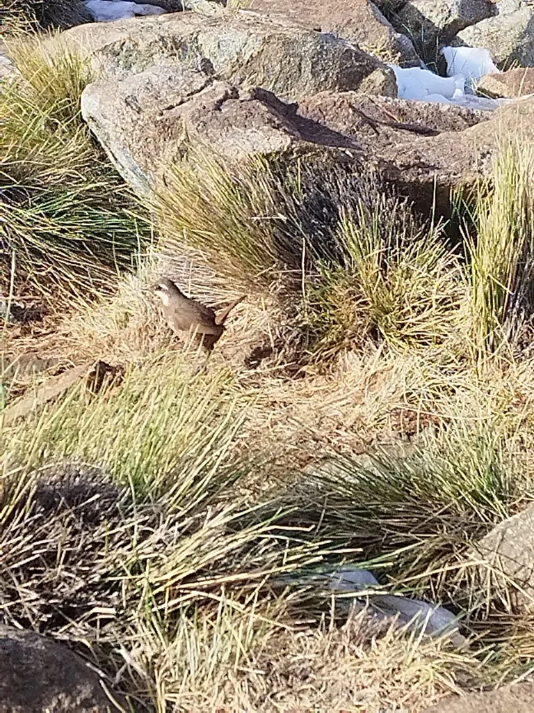 须隐窜鸟(Pteroptochos megapodius)