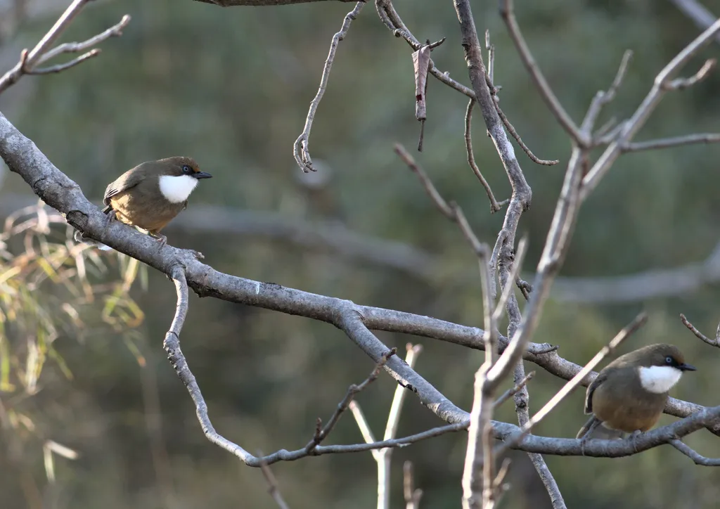 白喉噪鹛(Pterorhinus albogularis)