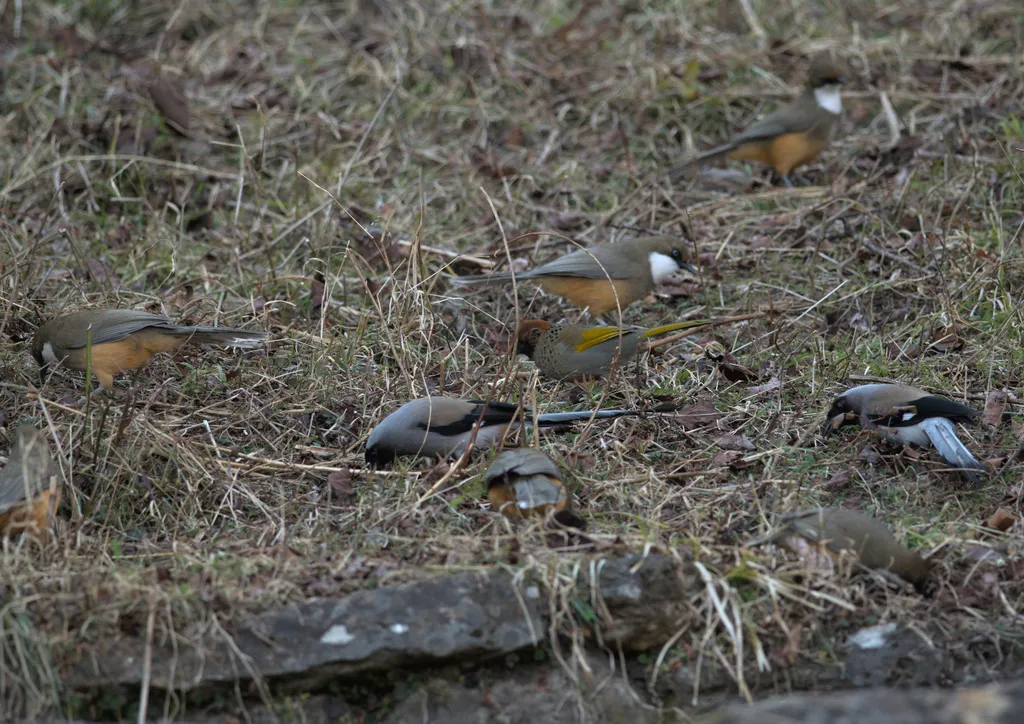 白喉噪鹛(Pterorhinus albogularis)