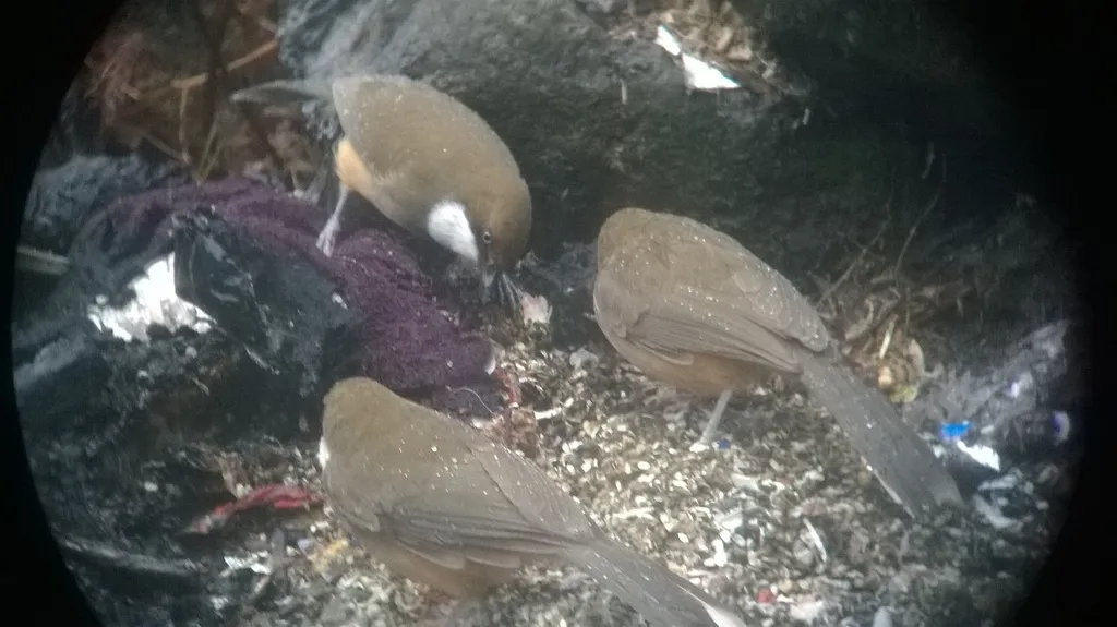 白喉噪鹛(Pterorhinus albogularis)