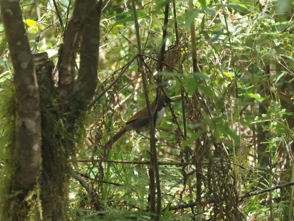 灰胁噪鹛(Pterorhinus caerulatus)