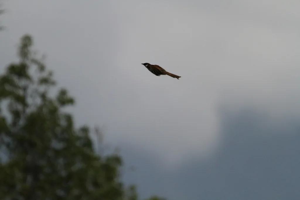 灰胁噪鹛(Pterorhinus caerulatus)