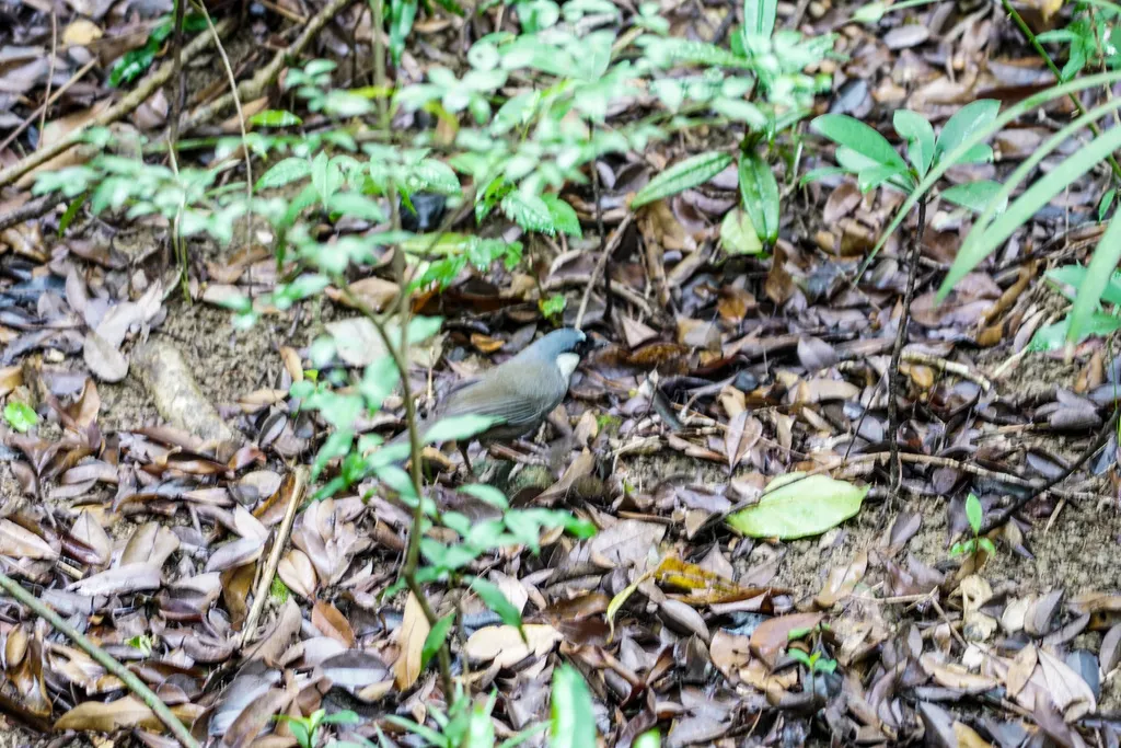 黑喉噪鹛(Pterorhinus chinensis)