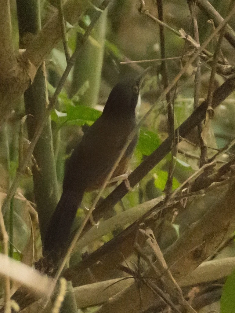 灰胸噪鹛(Pterorhinus delesserti)