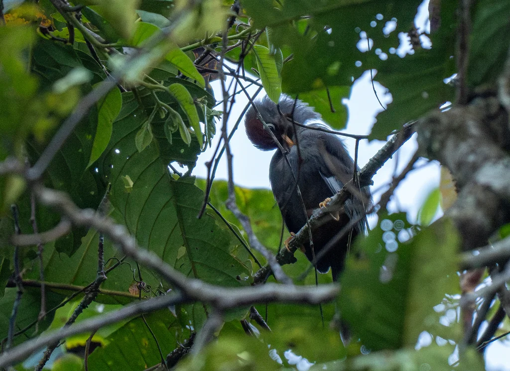 栗顶噪鹛(Pterorhinus mitratus)
