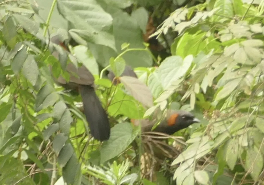 栗颈噪鹛(Pterorhinus ruficollis)
