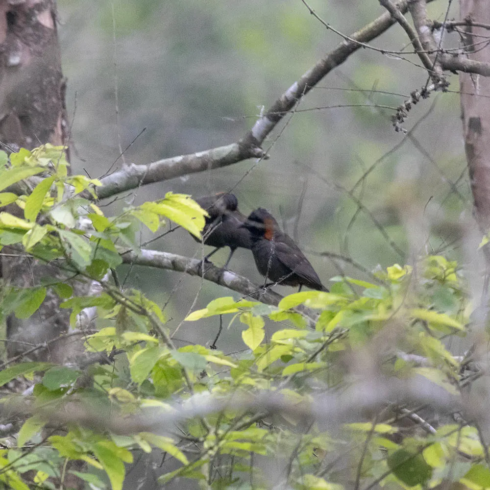 栗颈噪鹛(Pterorhinus ruficollis)