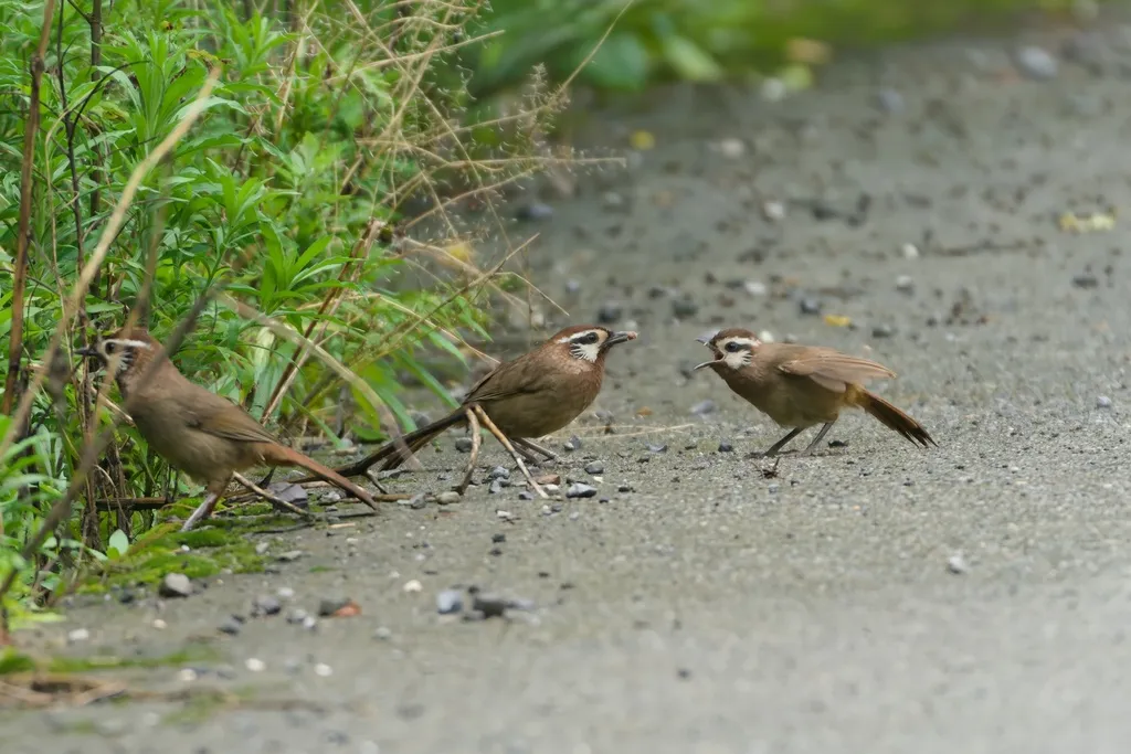 白颊噪鹛(Pterorhinus sannio)