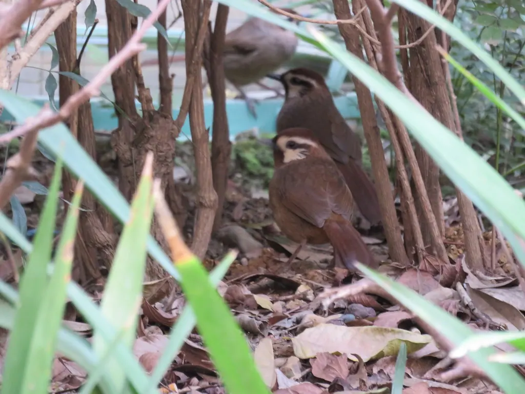 白颊噪鹛(Pterorhinus sannio)
