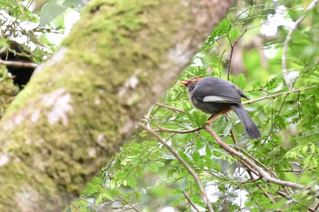 栗头噪鹛(Pterorhinus treacheri)