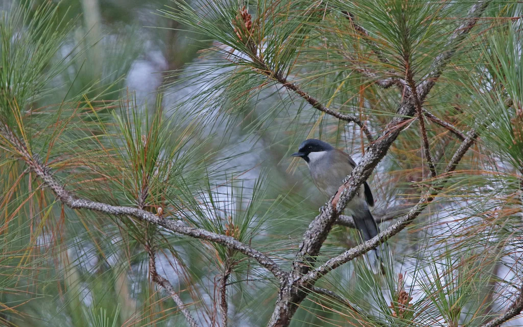白脸噪鹛(Pterorhinus vassali)