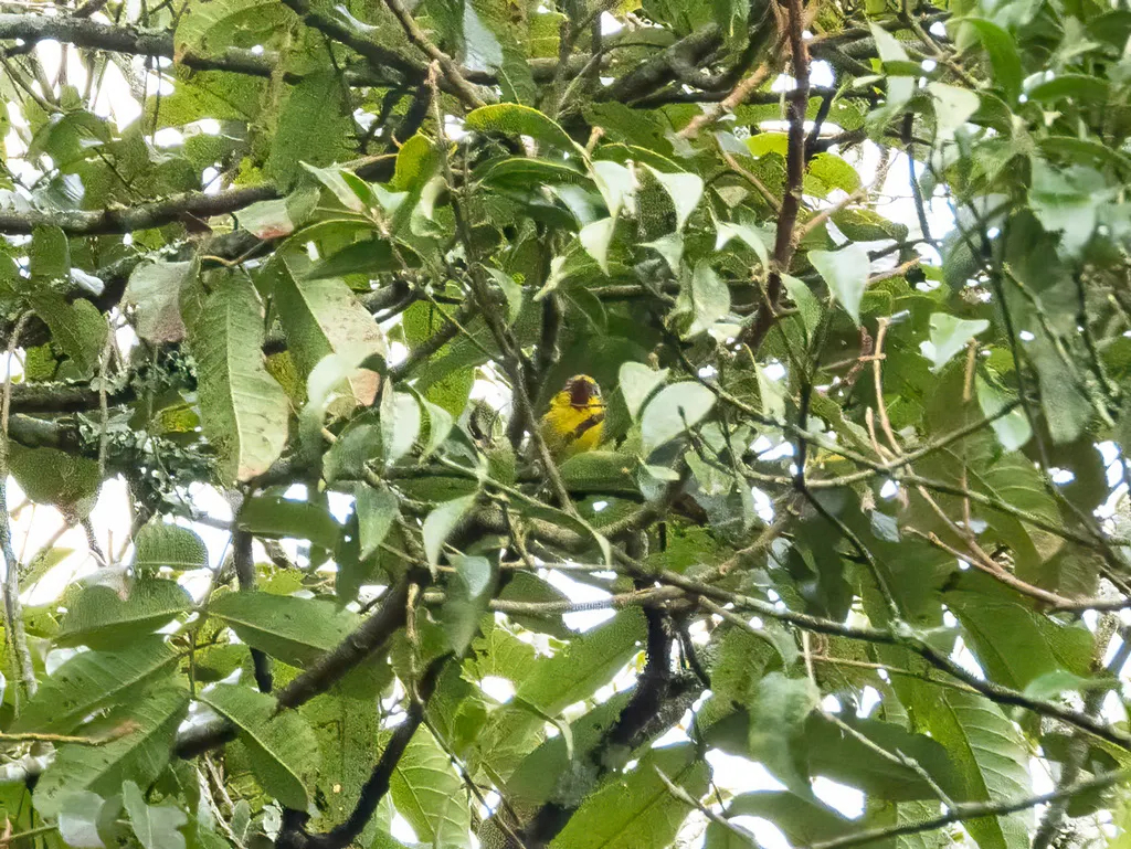 爪哇栗额鵙鹛(Pteruthius aenobarbus)