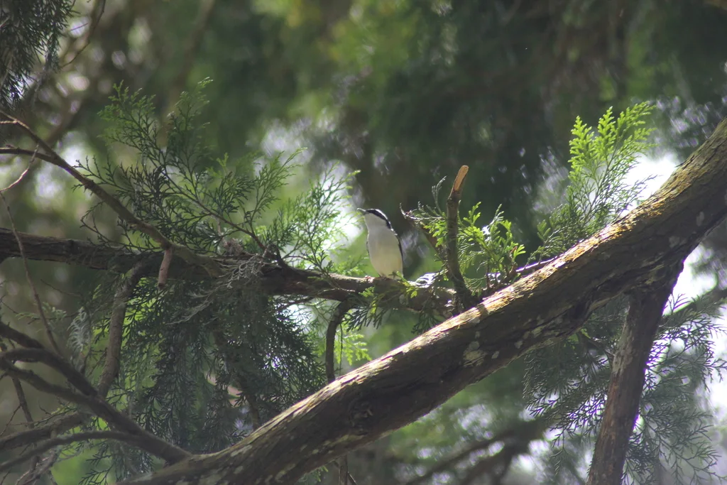 爪哇红翅鵙鹛(Pteruthius flaviscapis)