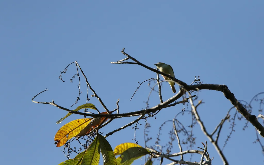 栗额鵙鹛(Pteruthius intermedius)