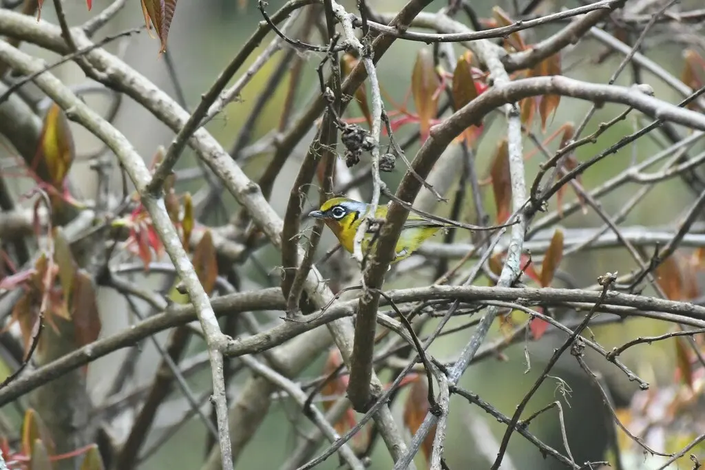 栗喉鵙鹛(Pteruthius melanotis)