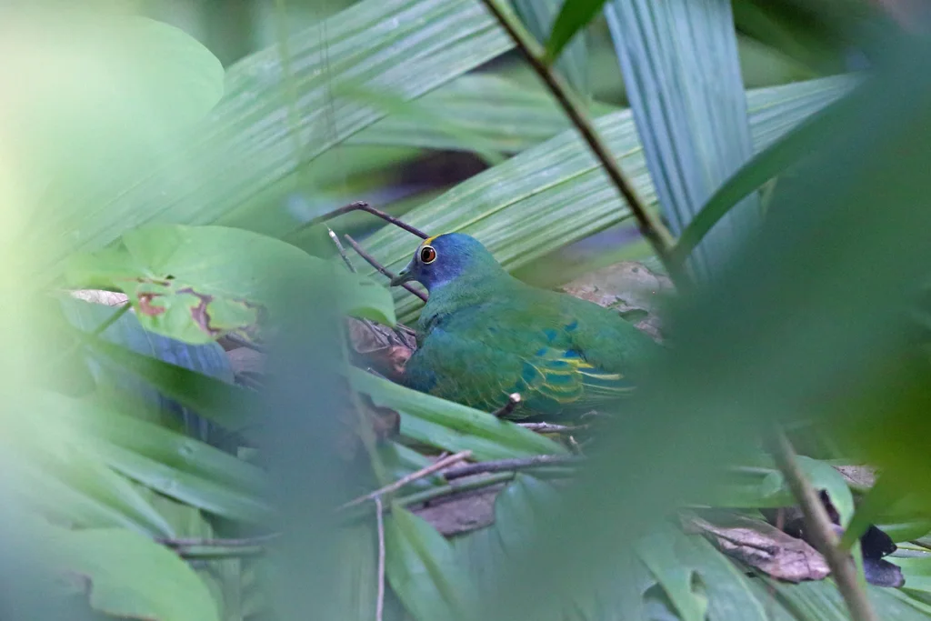 浅紫顶果鸠(Ptilinopus coronulatus)