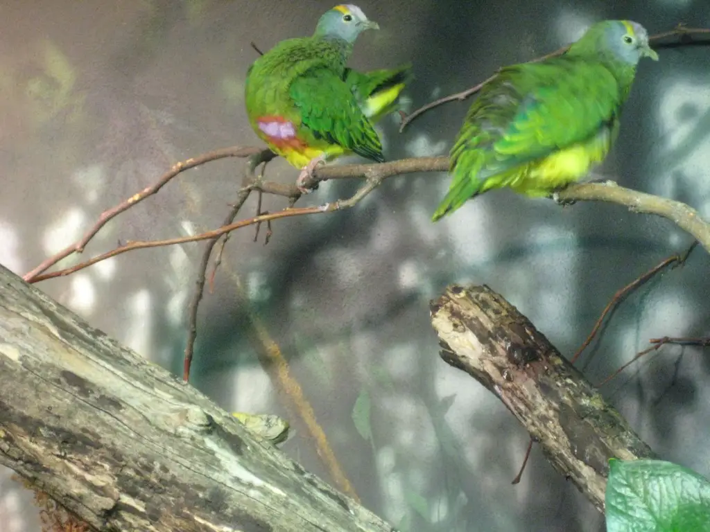 浅紫顶果鸠(Ptilinopus coronulatus)