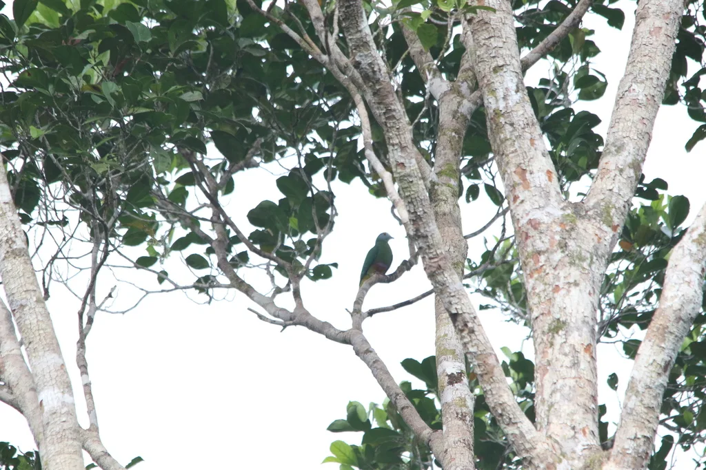 浅紫顶果鸠(Ptilinopus coronulatus)