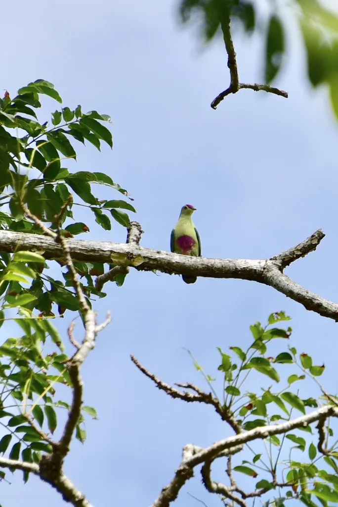 红嘴果鸠(Ptilinopus greyi)