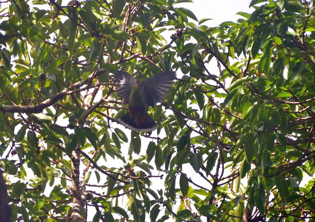 红嘴果鸠(Ptilinopus greyi)