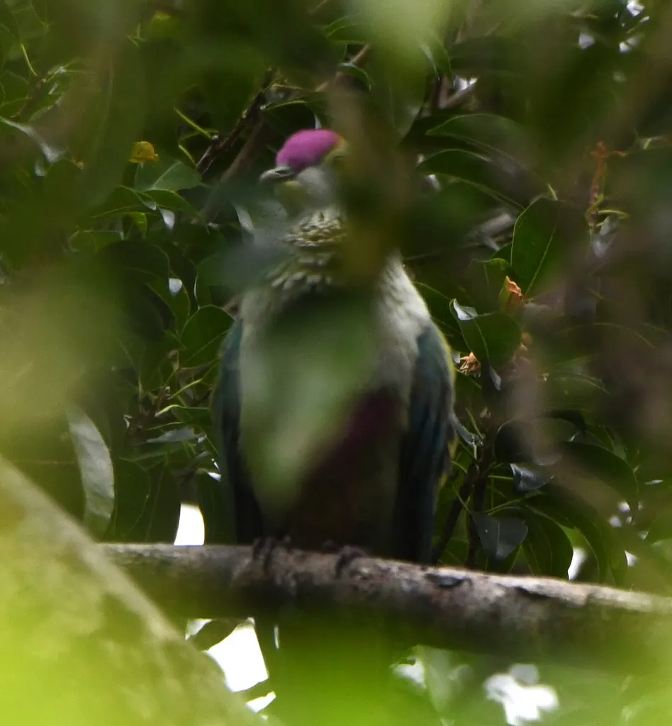 红嘴果鸠(Ptilinopus greyi)