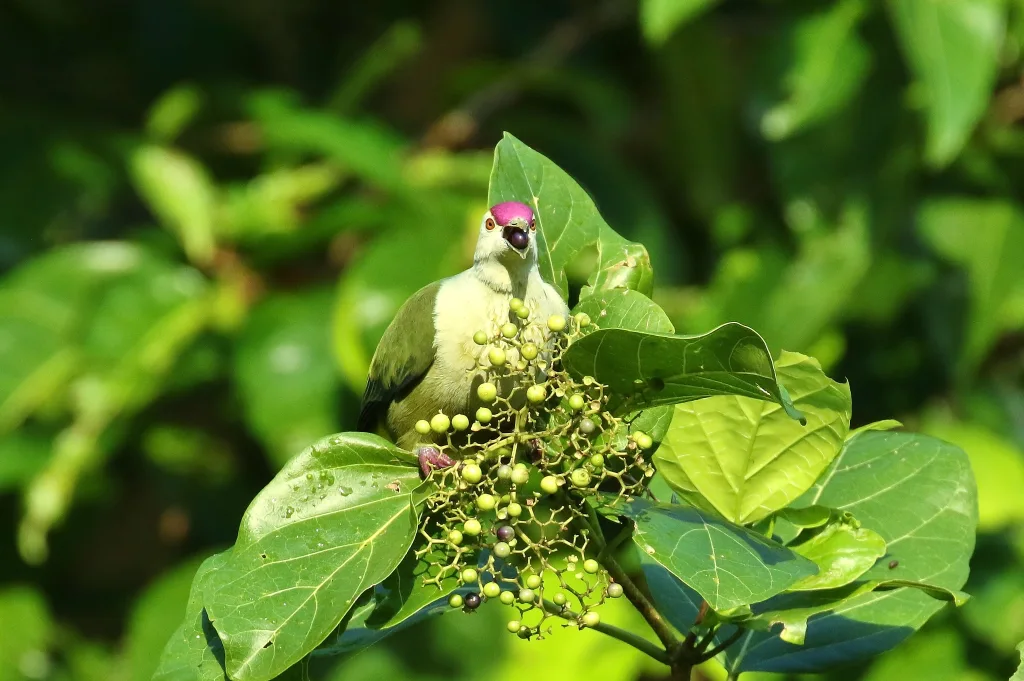 科岛果鸠（Ptilinopus hernsheimi）