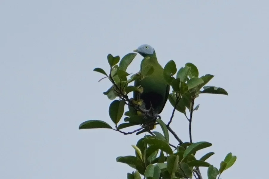 灰头果鸠(Ptilinopus hyogastrus)