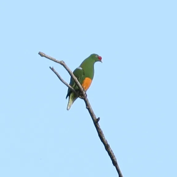 瘤鼻果鸠(Ptilinopus insolitus)