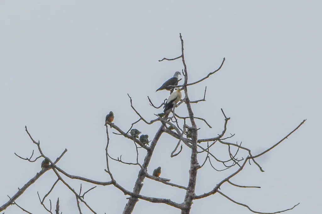 瘤鼻果鸠(Ptilinopus insolitus)