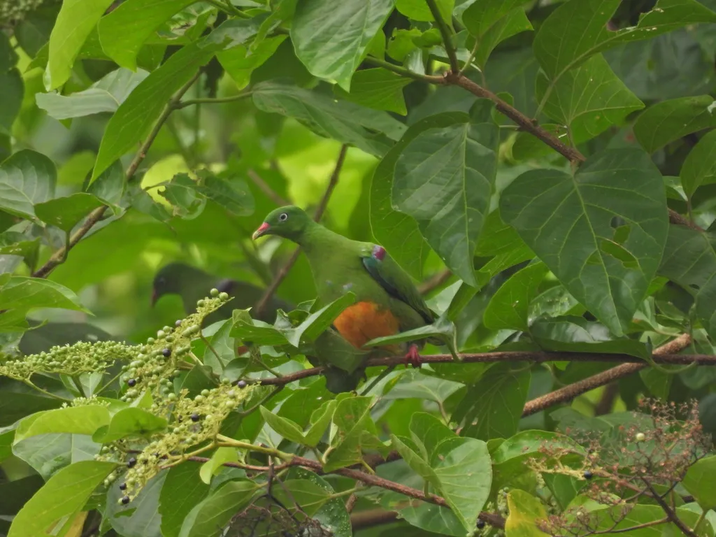 橙腹果鸠(Ptilinopus iozonus)