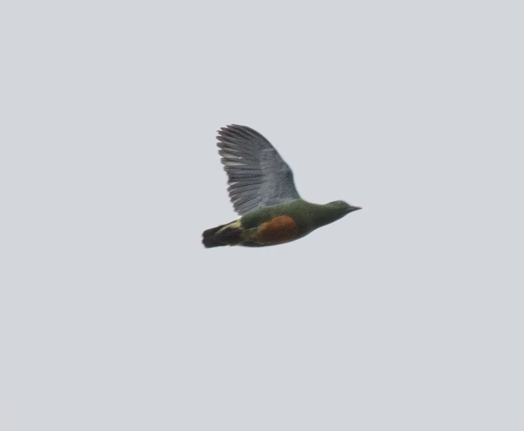 橙腹果鸠(Ptilinopus iozonus)