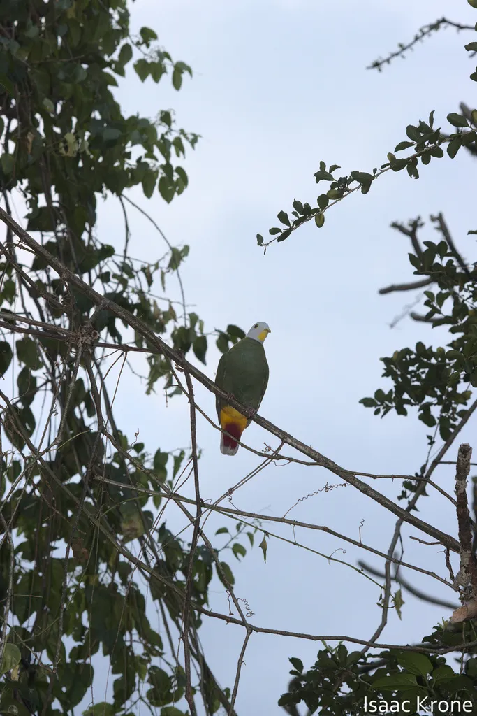 黑项果鸠(Ptilinopus melanospilus)